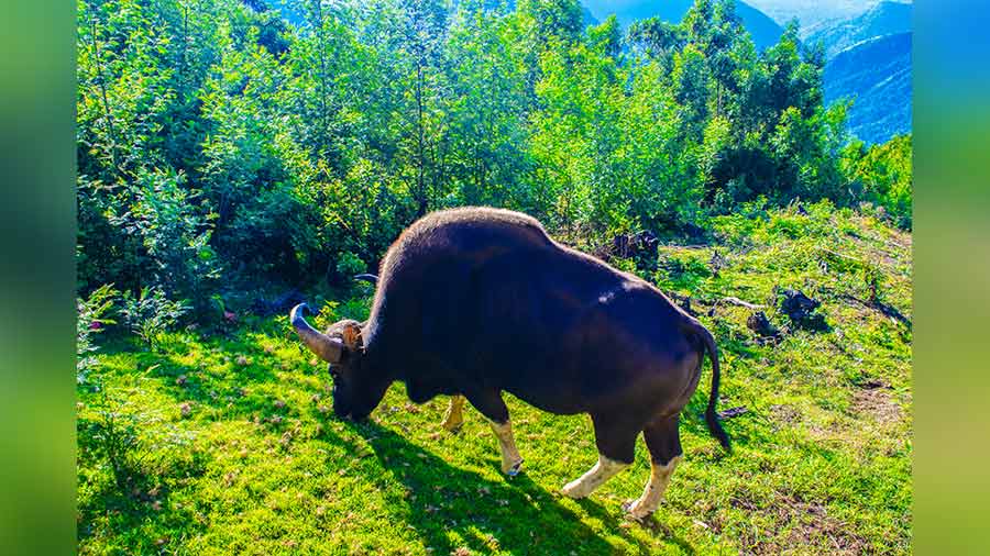 Indian gaur at Mannavanur 