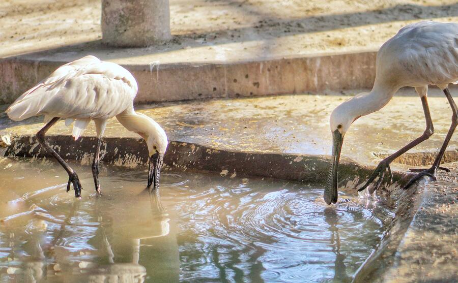Even as there’s no respite from the rising  temperature in Kolkata, an Eurasian Spoonbill quenches its thirst at Alipore Zoo on Wednesday. Meanwhile, the Met office has predicted another heatwave in south Bengal between May 10 and 12. The maximum predicted temperature in the city on Wednesday was pegged at 38.7˚Celsius 