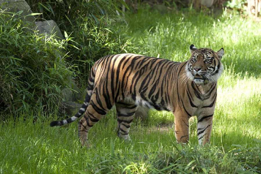 Pench Tiger Reserve | Tiger dies a day after being shifted from ...