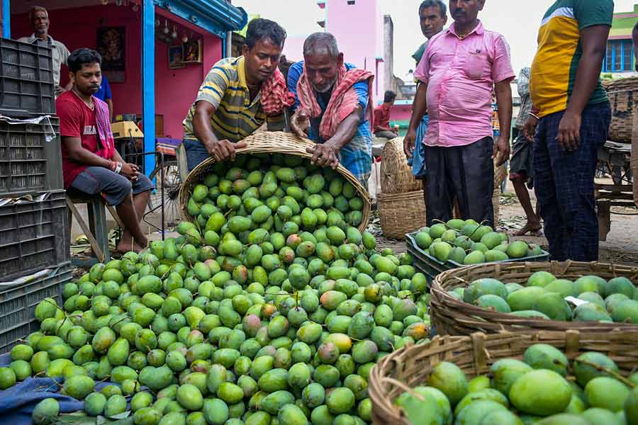 Farmers unload mangoes at a market in Ranaghat, Nadia on Saturday 
