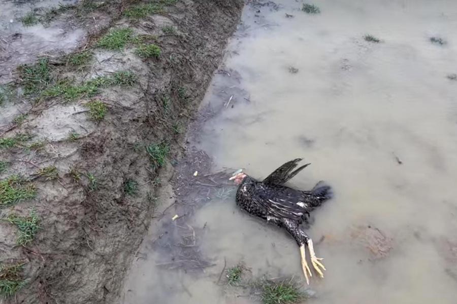 Saint Martin's Island and Saha-parir dweep, Bangladesh