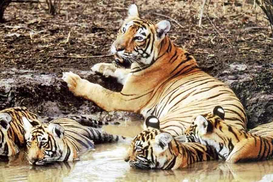 Wildlife experts fear tiger, elephant projects merger to cut funds for Sunderbans