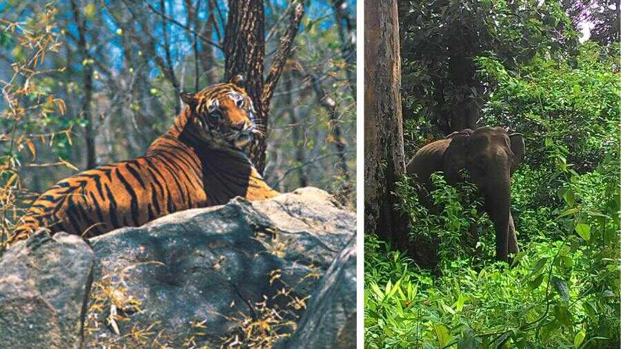 Wayanad Wildlife Sanctuary is known for its tigers and elephants 