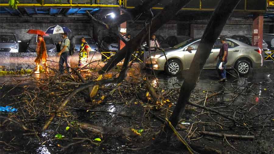 Several trees were uprooted in the storm on Monday evening. Later on Tuesday, KMC workers cleared the same