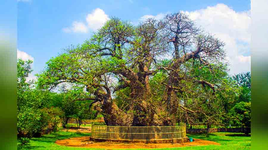 The 400-odd-year-old Baobab tree in Naya Qila 