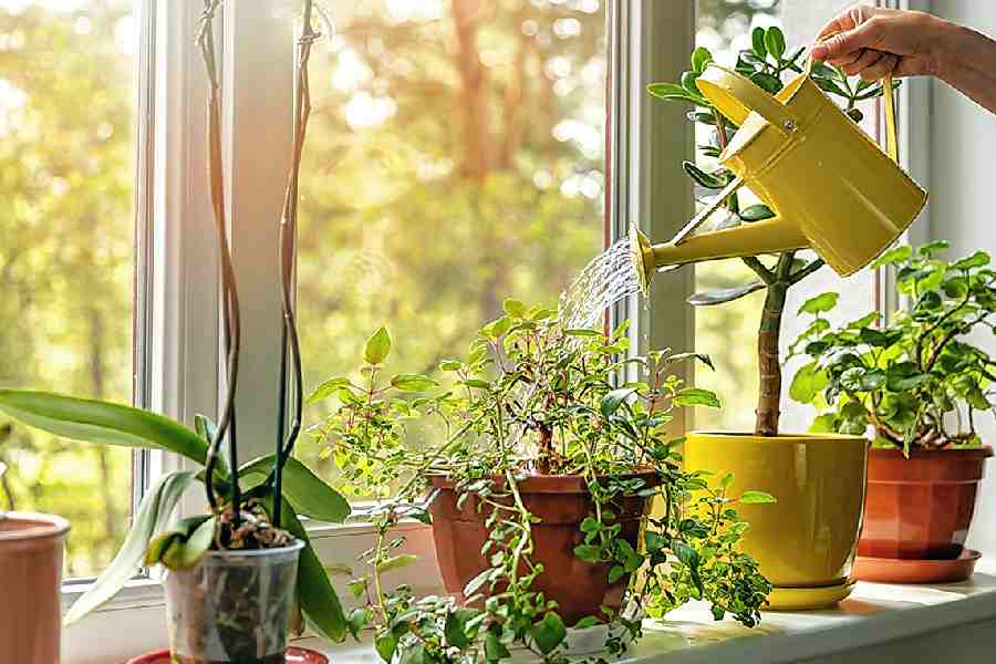 Proper watering of plants is crucial to their growth and survival.