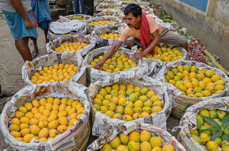Workers pack mangoes in boxes before dispatching the same to markets at a fruit storage centre in Nadia on Friday  