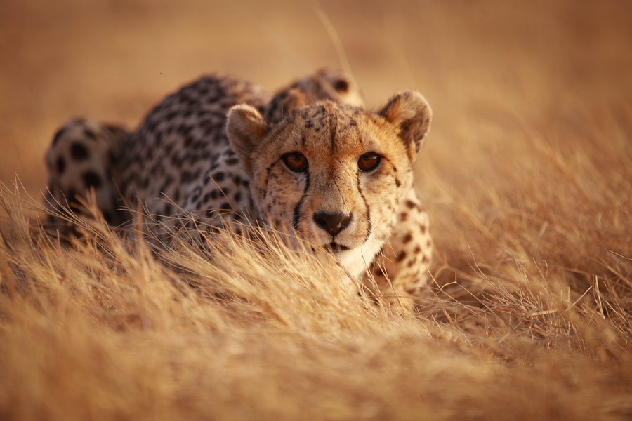 Septicemia caused by radio collars led to death of two male cheetahs in ...