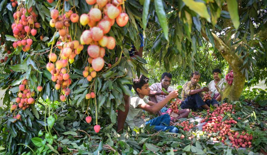Farmers harvest litchi at an orchard in Nadia on Monday  