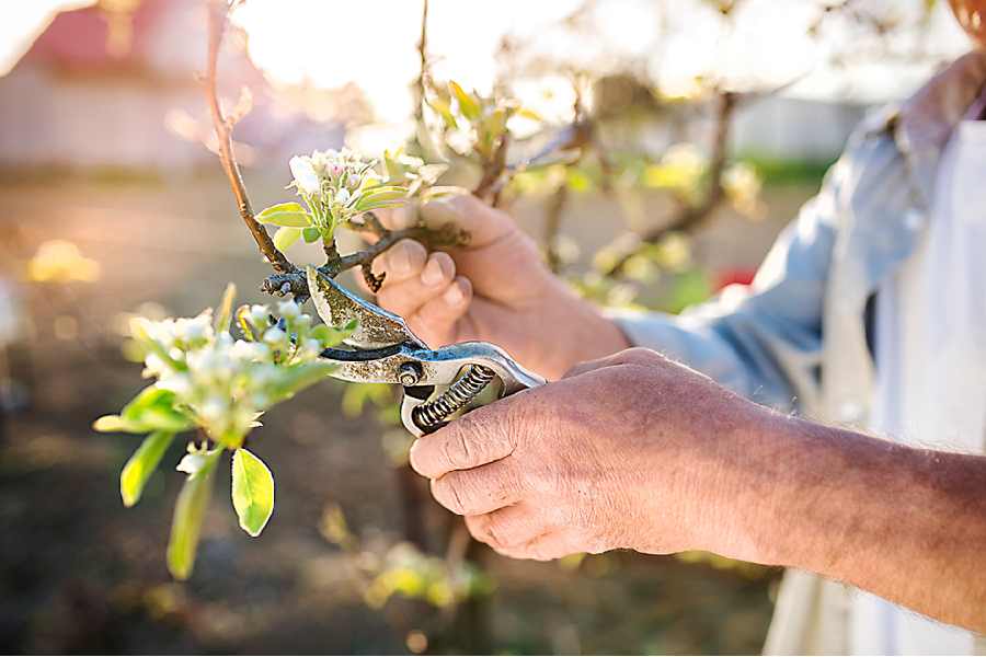Pruning plants is a good way of keeping them healthy