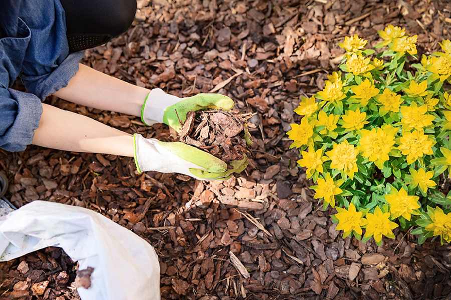 Adding mulch around the base of a plant helps them retain moisture in summer.