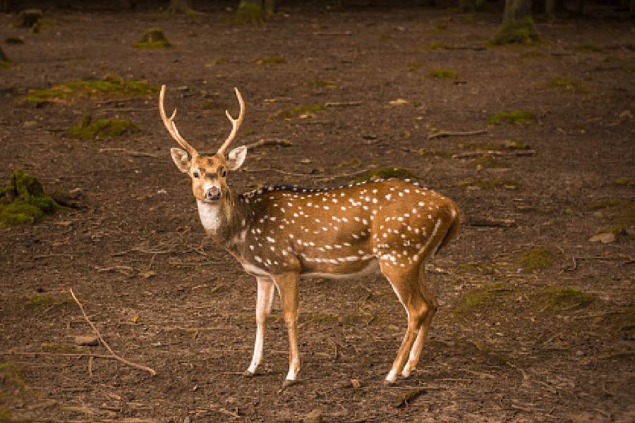 A male spotted deer
