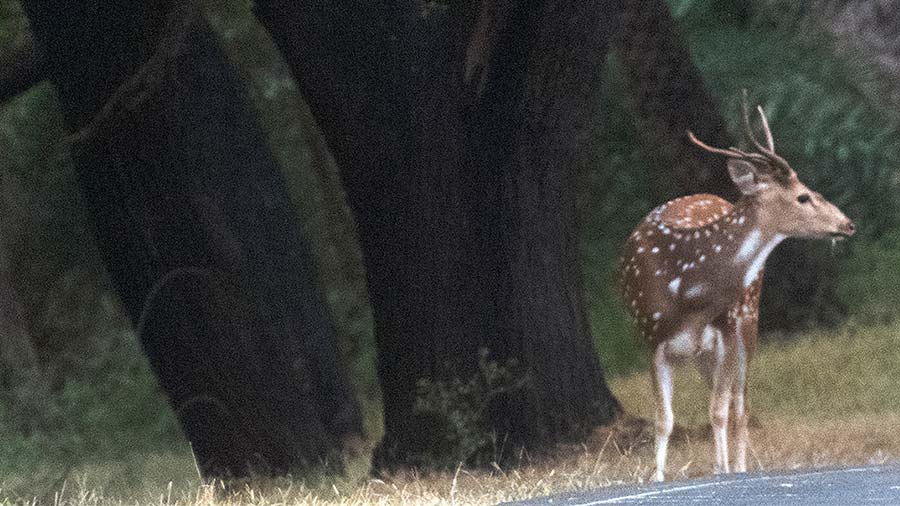 A spotted dear at Van Vihar National Park 