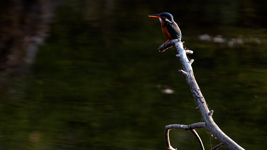 Van Vihar National Park — a birder's paradise