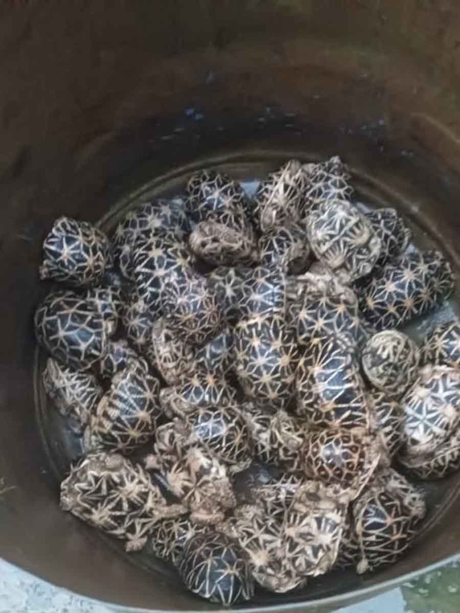 Troops of BOP-New Pipli, while performing operational duties at the international border at North 24 Parganas, rescued around 140 star tortoises from the clutches of wildlife smugglers. These tortoises were being smuggled to Bangladesh    