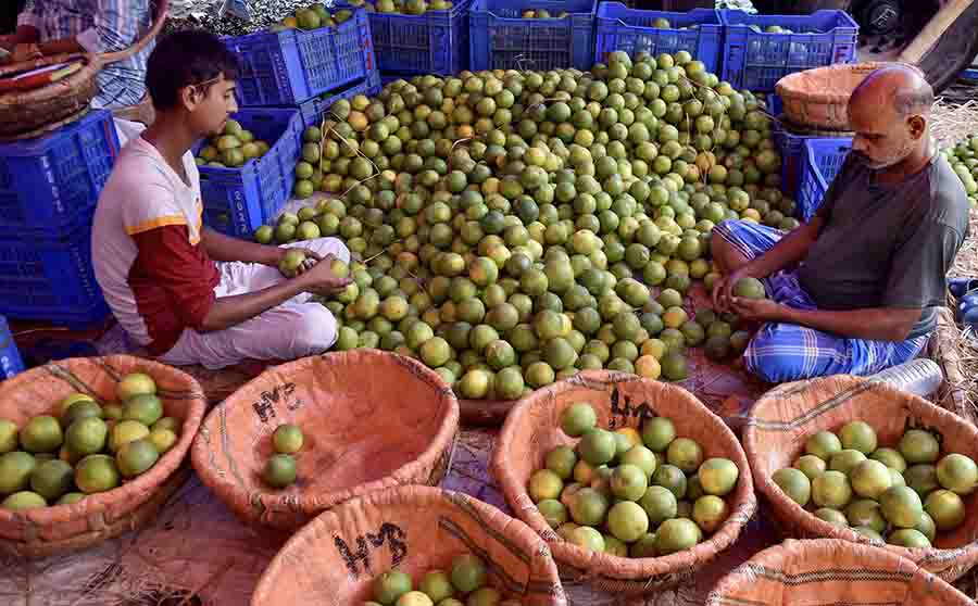 Workers sort sweet lemons at a wholesale market in Kolkata on Saturday  