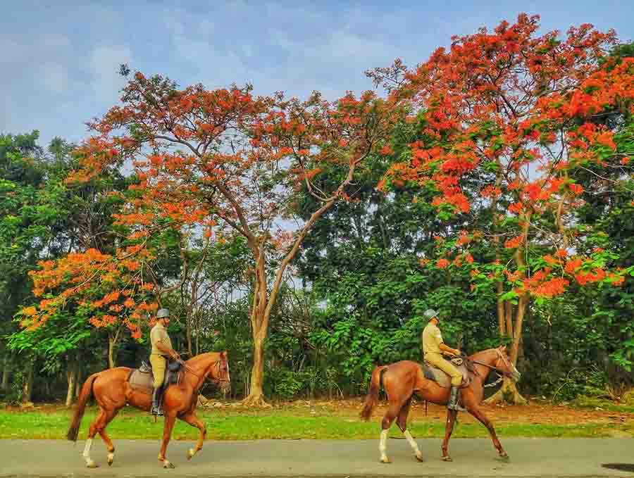 With Gulmohar trees in the background, personnel of the Kolkata Mounted Police force at the Maidan on Saturday afternoon