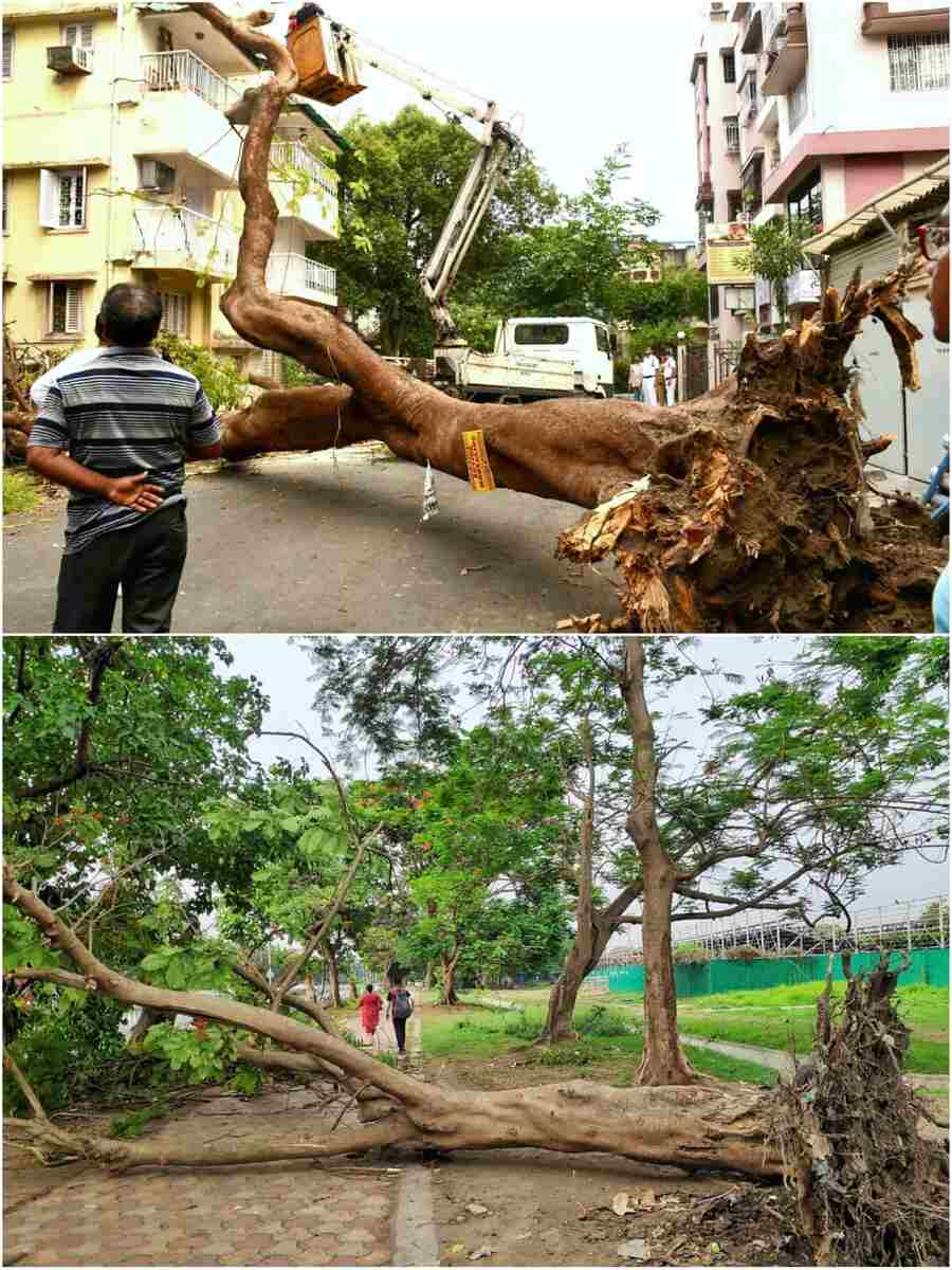 Tuesday’s storm took its toll on several trees in the city. An uprooted tree near Mohammedan Sporting Ground caused inconvenience to people on Wednesday. Similar scenes were witnessed at Jodhpur Park area  