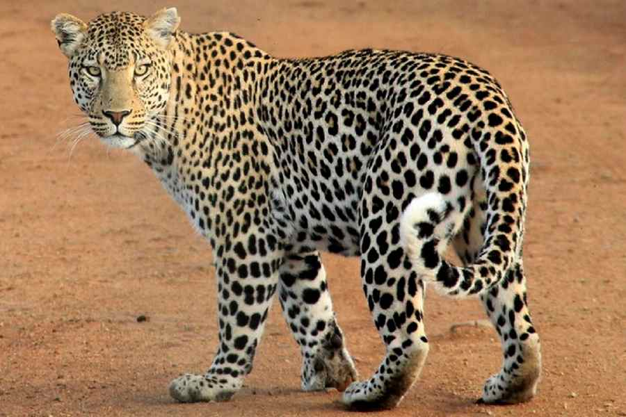 Wild Leopard Strangled in Alipurduar, Forest Department Suspects Locals