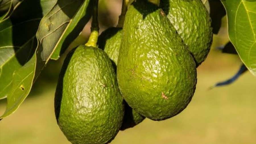 Avocado’s benefits can also be obtained through Bilona ghee
