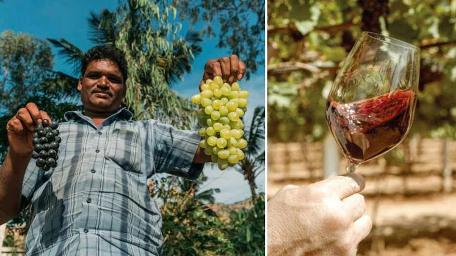 The vineyards of the Nandi Hills — some of the earliest in India — near Bengaluru are one of the lesser-known parts of the city’s wine culture and heritage