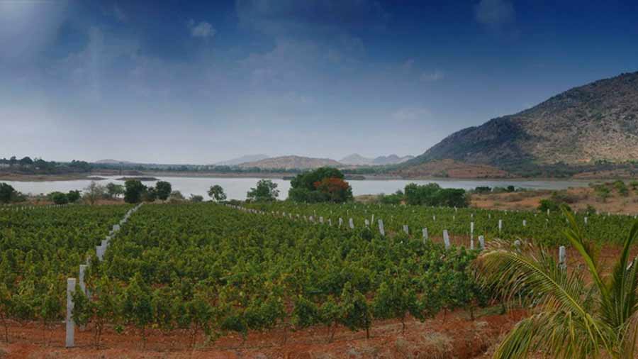 The Grover Zampa vineyard