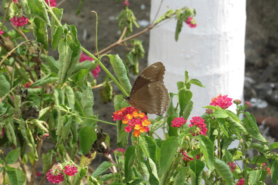 A butterfly perches on a flower at the Biodiversity Park on VIP Road.  