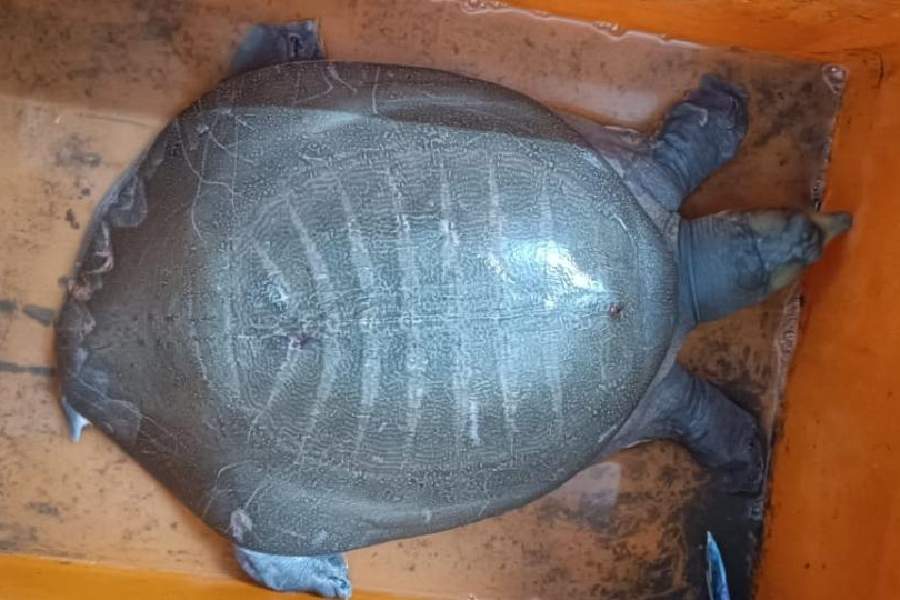 One of the turtles seized in New Town on Thursday