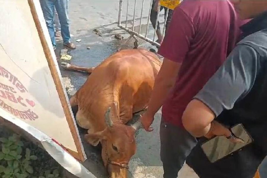 The injured cow that was hit by one of the buses 