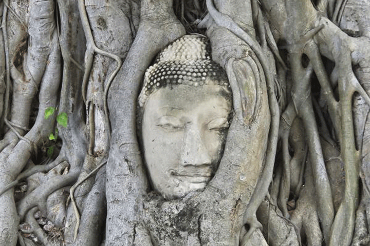 head of a Buddha statue (right) ensconced by the roots of an old fig tree.