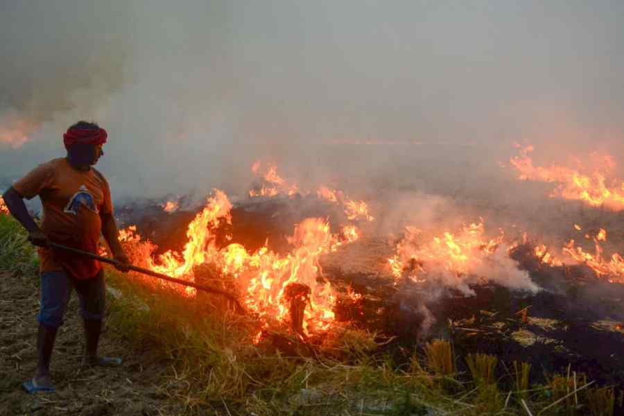 Stubble Burning on the Rise in India, with Madhya Pradesh Becoming a Major Contributor