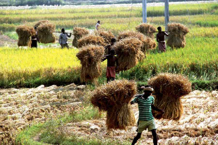 Bengal Government Faces Challenge in Registering Farmers for Paddy Procurement