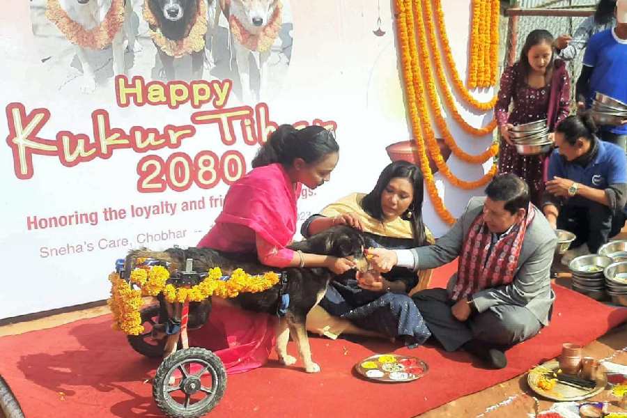 Kathmandu: Devotees worship a dog during Diwali celebration, in Kathmandu, Nepal, Sunday, Nov. 12, 2023.