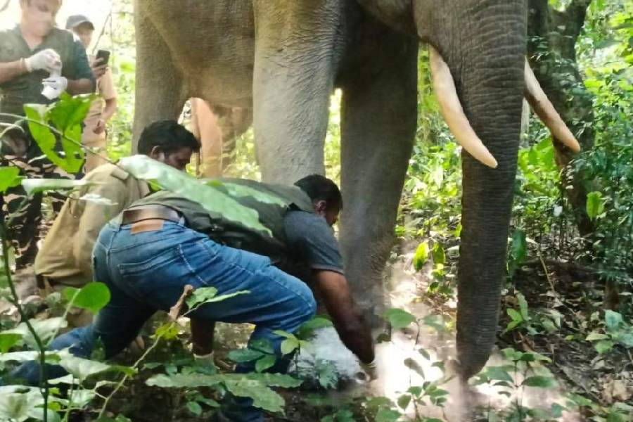 The injured tusker being treated by foresters inside Buxa Tiger Reserve in Alipurduar