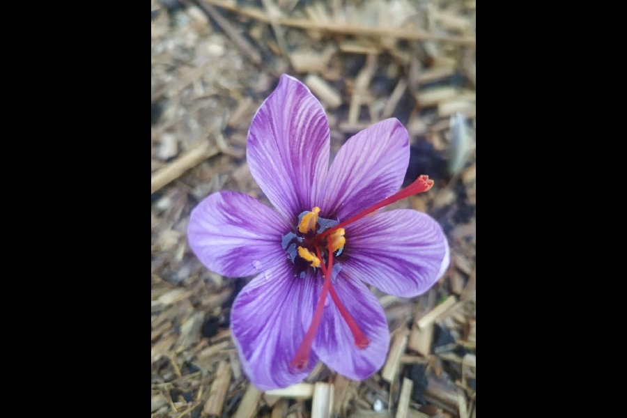 Saffron North Bengal University helps farmers grow saffron in soil