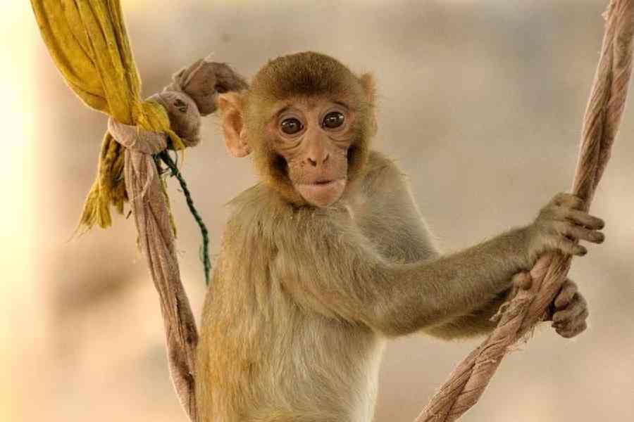Gujarat boy dies after monkeys rip out his intestine - Hindustan Times