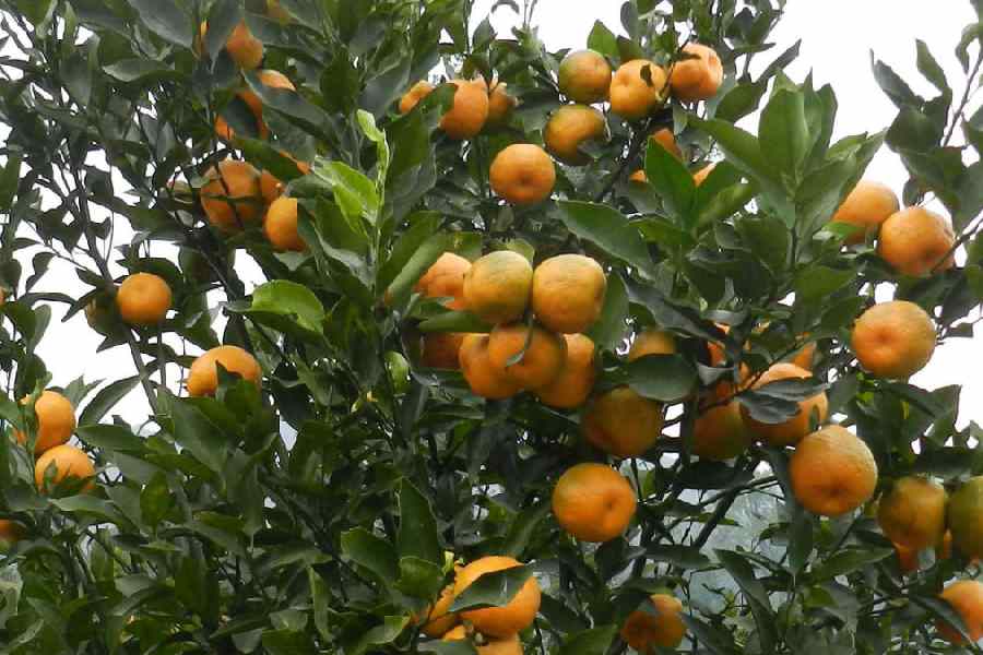 An orange tree in the Darjeeling hills