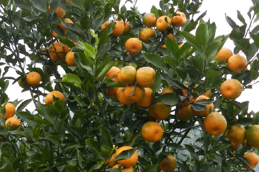 Darjeeling Orange Production Expected to Remain Stable Despite Fruit Fall