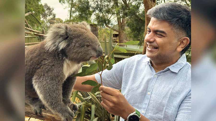 The author’s koala encounter 