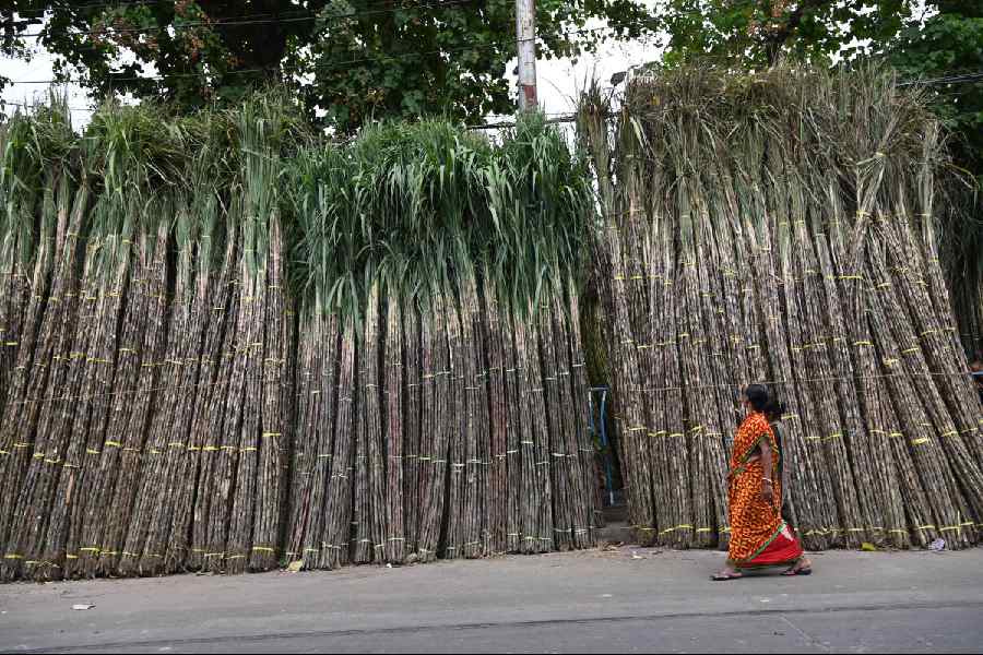 Sugarcane being sold for Chhath Puja at Natun Bazar on Rabindra Sarani on Friday.