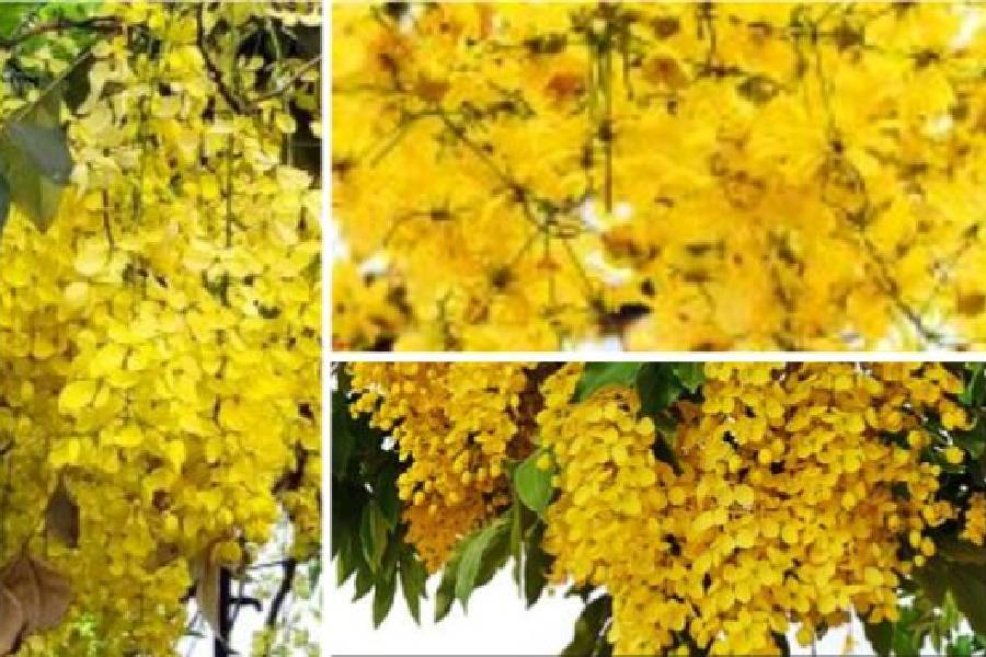 Beautiful yellow flowers blooming on Amaltas tree