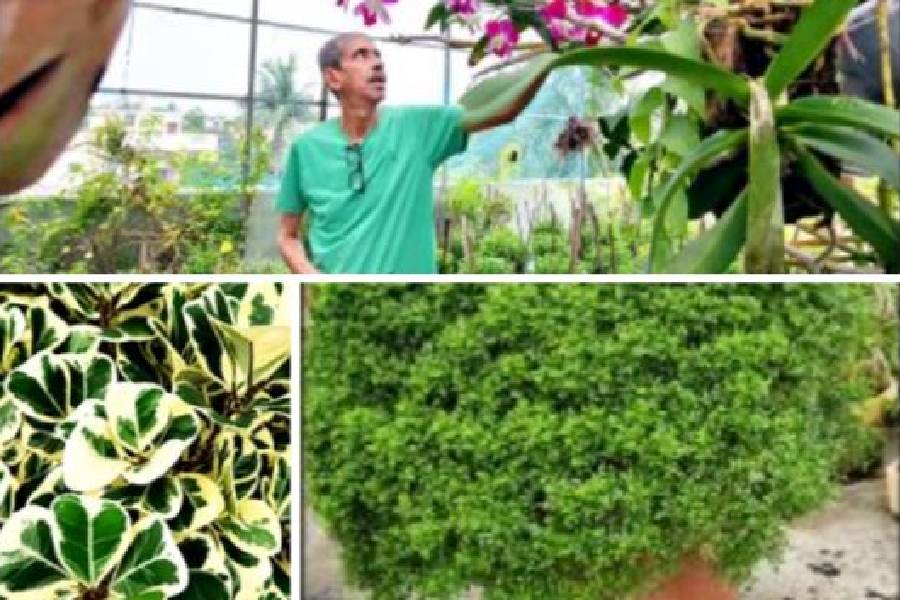 (Clockwise) Debasish Boral inspects the Orchids on his terrace; Chinese Kamini; A Ficus with coloured leaves shaped like hearts