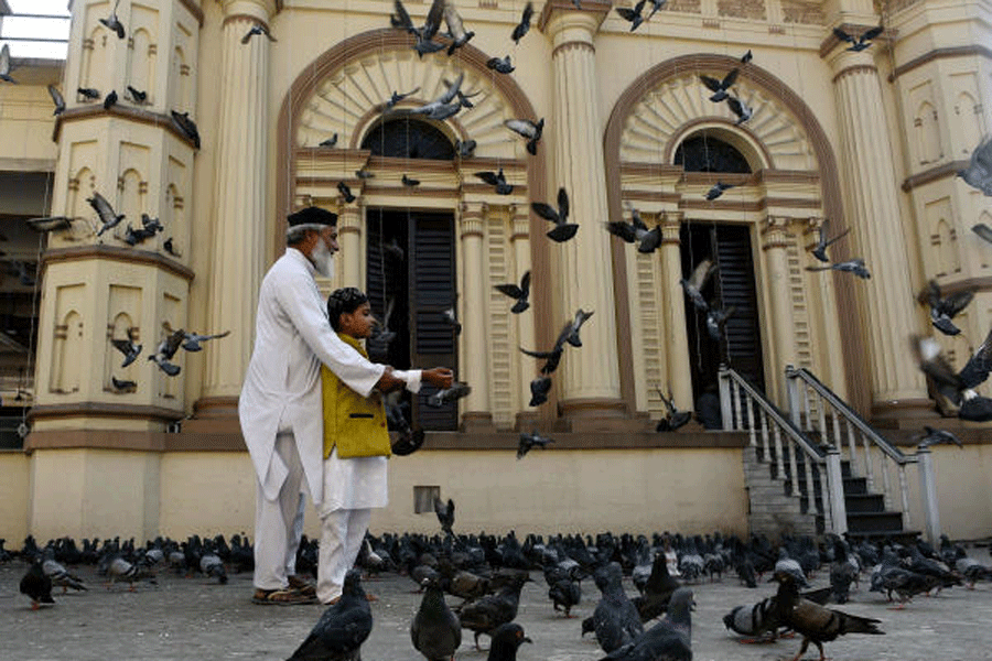 Pigeons being fed at Tipu Sultan Mosque.
