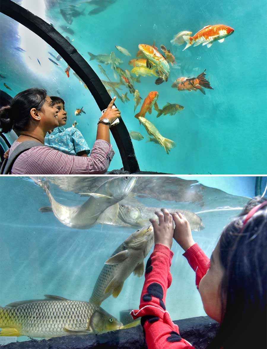 Visitors enjoy the sight of ornamental fishes at an underwater aquarium at Park Circus Maidan on Thursday 
