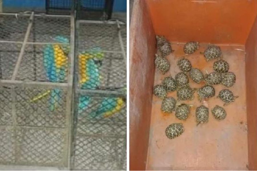 The Blue-and-Gold Macaws; (right) The rescued Indian Star Tortoises 