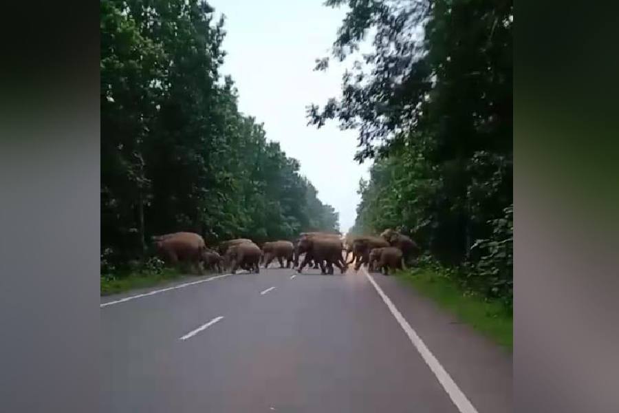 The herd of elephants on a road connecting Bankadaha and Joyrambati in Bankura, around 15km from Bishnupur, on Thursday evening