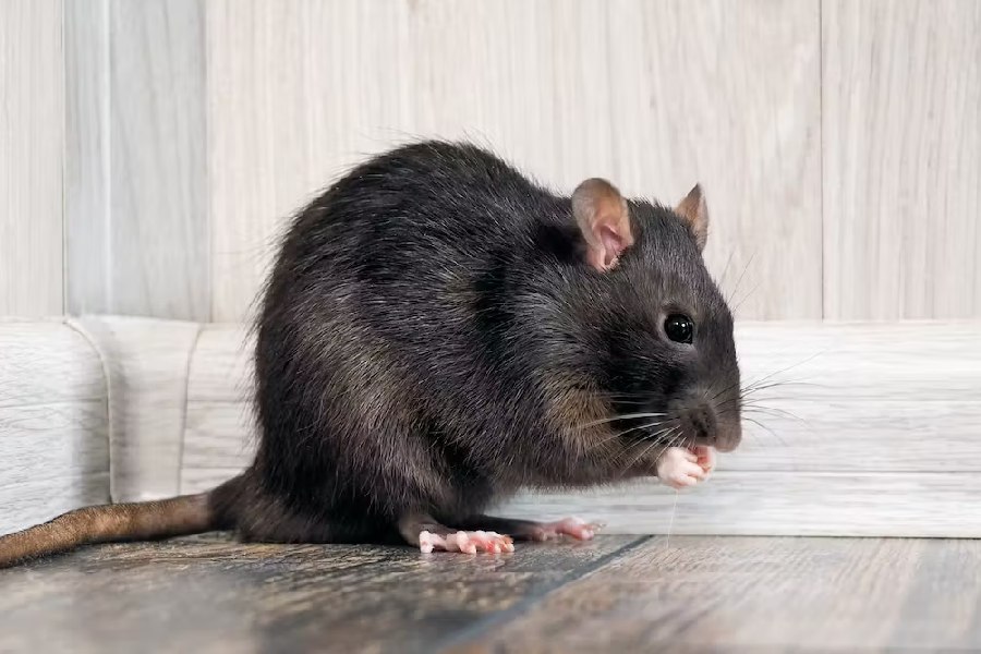 rats  Know the rats that live around you - Telegraph India