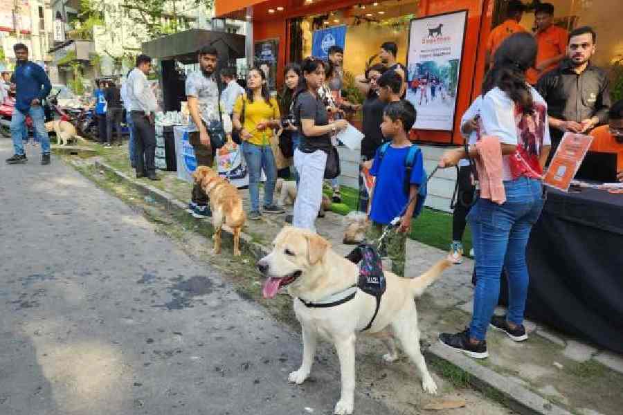 Dogs line up outside the Heads Up For Tails store for a walk. (Brinda Sarkar)