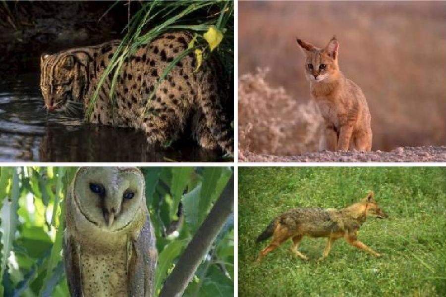 Common predators that keep rodent count in check