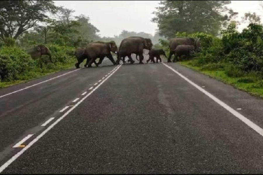 Protests Erupt in Jalpaiguri After Elephant Attack Kills 65-Year-Old Man